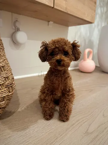 Tiny Toy Poodle / Teacup Puppy - Healthy, Playful Companion