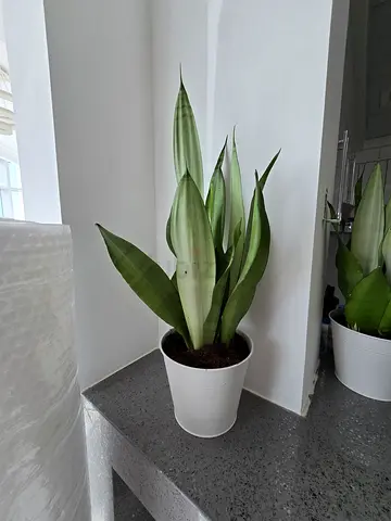 SNAKE PLANT PICK UP TODAY