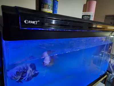 AQUARIUM Tank