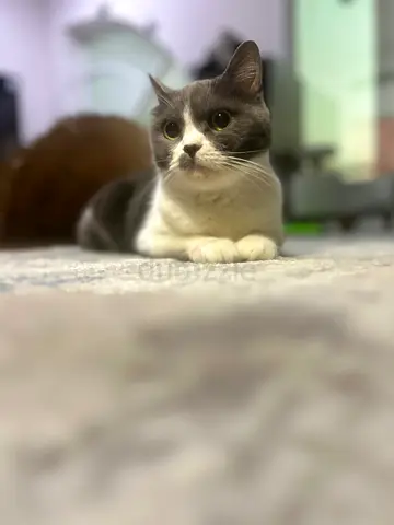cat looking for a loving home