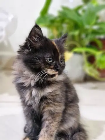 🐾Adorable 2-Month-Old Tortoiseshell Kitten Looking for a Loving Home — healthy and playful 🐾