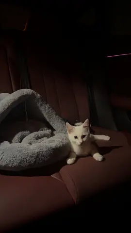 Young white kitten ready for adoption - healthy and friendly