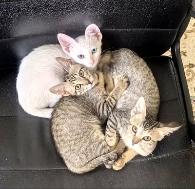 Litter of 3 Friendly Kittens — Ready for Adoption