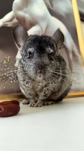 Friendly adult chinchilla - healthy and calm, ready for new home