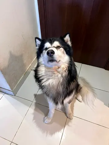 Abandoned dog for adoption
