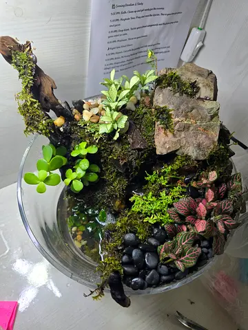 Handmade glass bowl terrarium with live plants ,waterfalls and decorative live moss