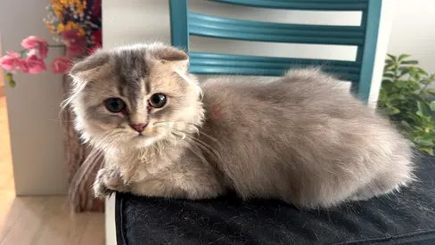 Young Scottish Fold female and British Shorthair male kittens for FREE ADOPTION.