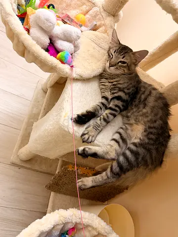 Cat pet boarding
