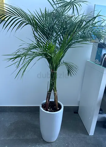 Real plant