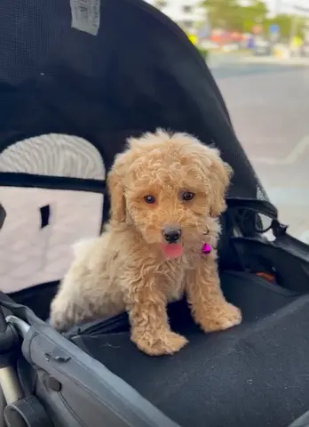 Young fluffy beige puppy – friendly toy poodle mix