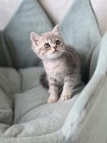 British shorthair