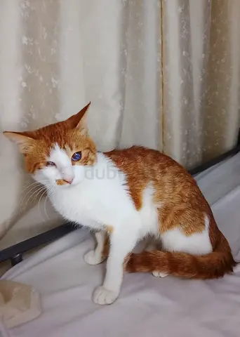 Cat for adoption