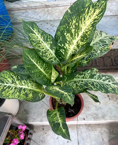 Healthy  Dieffenbachia indoor plant