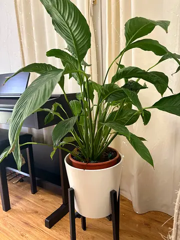 Peace Lily indoor Plants with ceramic pots and stands
