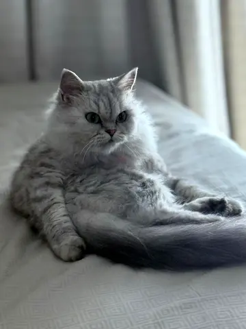 Cats for adoption