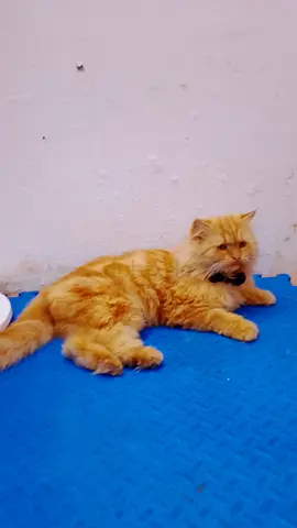 Male ginger cat