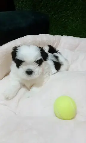 Shih tzu puppys