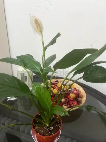 🌿 Peace Lily (Spathiphyllum) – Healthy  Blooming

Beautiful, well-maintained peace lily with fresh