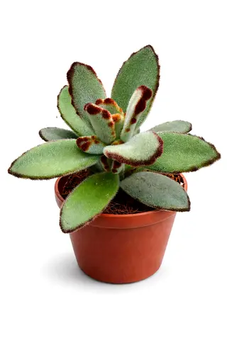 Kalanchoe tomentosa – Panda Plant / Chocolate Soldier Succulent