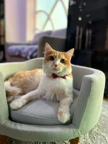 persian cat loving for a loving home