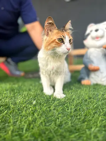 Sweet Calico Cat for Adoption Dubai | Gentle Female Rescue, Just Wants Love