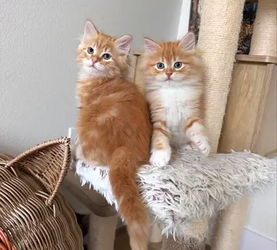 Siberian cats