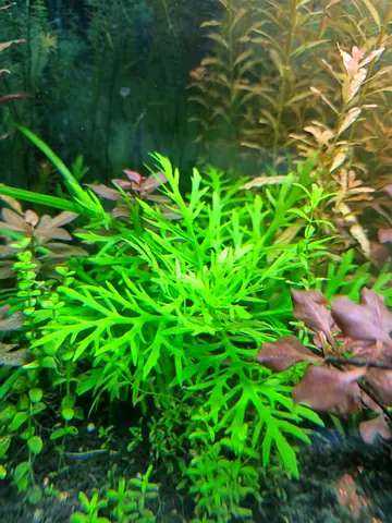 Hygrophila Difformis/Water Wisteria