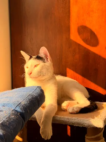 Yapani 5 months old male vaccinated, neutered and dewormed so loving and playful