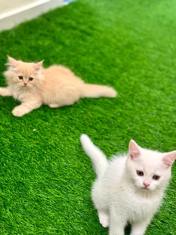 Two playful kittens - 8 week old (cream  white) free adoption with free 2 months food