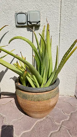 Fresh Aloe.Vera potted plant