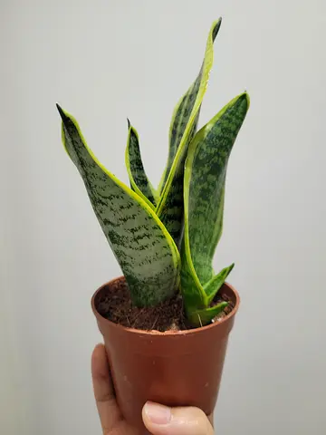Dwarf Snake Plant - Indoor Plant