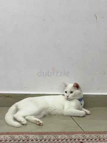 Pet Kitten 1 year old Turkish for free adoption