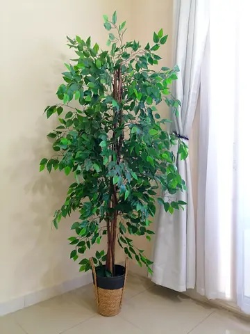 Artificial Tree Price Is Not Negotiatable No Bargein Pls