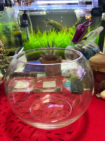 Small Glass Fish Bowl (Good Condition)