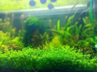 Aquatic Plant - Pearlweed
