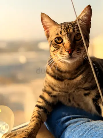 Olive 6 months  male neutered vaccinated, dewormed very playful and loving
