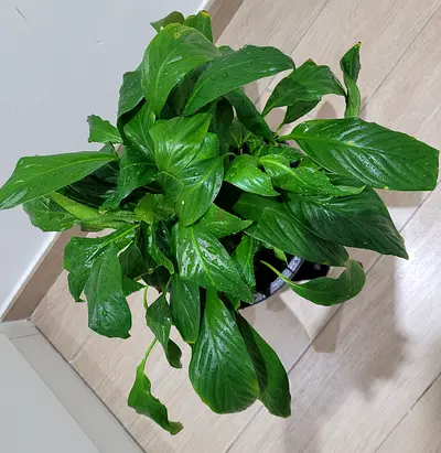 Peace Lily - Indoor Plant