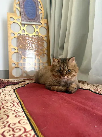 , female 2 years old. Vaccinated and spayed ,Mix persian with turkish angora for free adoption