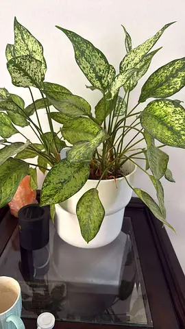 Indoor potted plants (elephant ear) with decorative ikea ceramic pot