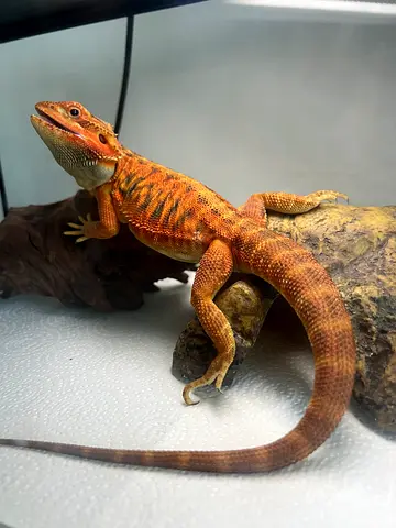 Free adoption