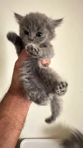 Fluffy kittens available for adoption