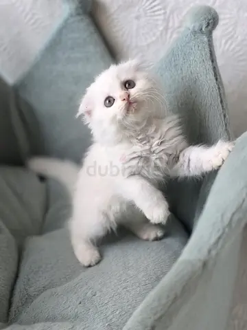 Scottish fold