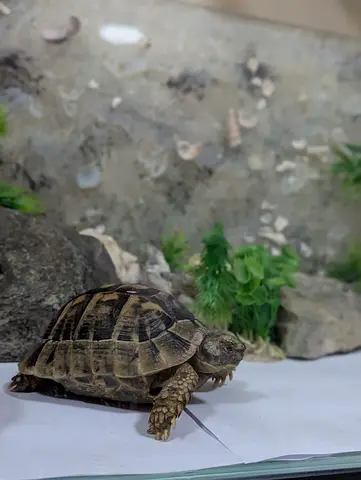 Tortoise for adoption