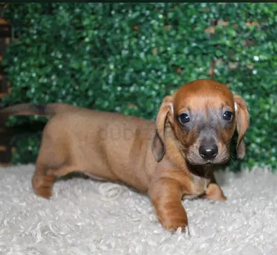 Young Male Dachshund Puppy - Healthy  Socialized
