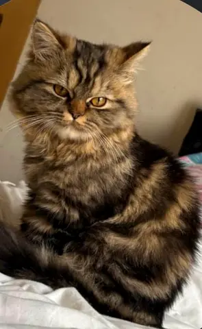 Siberian brothers 8 months