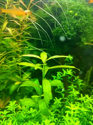 Hygrophila Polysperma