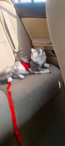 Cat for adoption