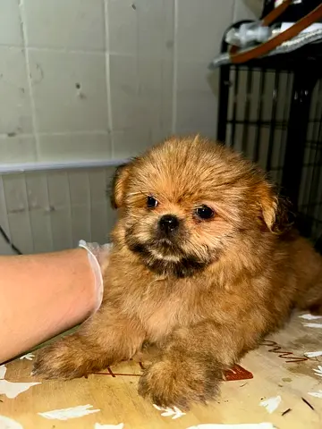 pet