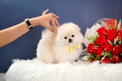 Teacup Pomeranian Puppies