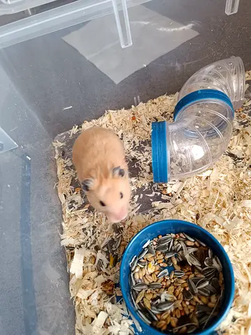 2 syrian hamster 1 female and 1 male